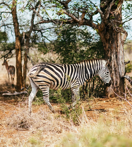 2 Days Safari Tsavo East National Park