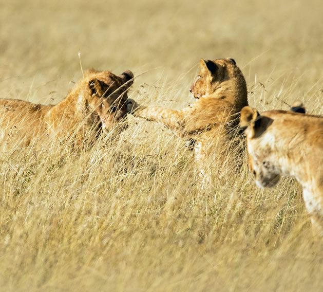 4 Days Masai Mara National Reserve_2