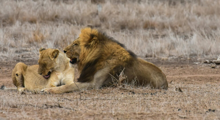 6 Days Samburu, Aberdares and Masai MaraNational Park